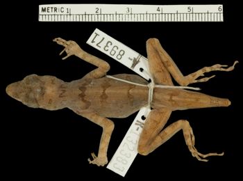Media type: image;   Herpetology R-132383 Aspect: dorsal